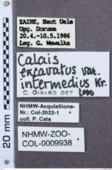 Etiketten zu Propsephus neglectus (NHMW-ZOO-COL-0009938)